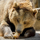 You have many tricks up your sleeve, Mister Bear